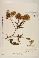 台灣澤蘭藏品圖，第1張