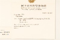 台灣澤蘭藏品圖，第2張