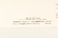 台灣澤蘭藏品圖，第3張