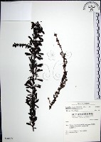 鐵掃帚、千里光藏品圖，第1張