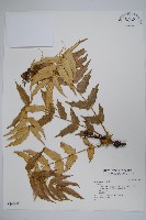 登錄號:S036690藏品圖，第1張