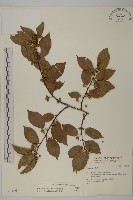 南華南蛇藤，青江藤藏品圖，第1張