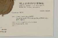 南華南蛇藤，青江藤藏品圖，第2張