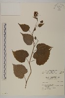 臺灣山白蘭藏品圖，第1張