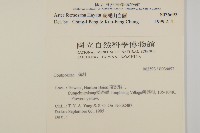 臺灣山白蘭藏品圖，第2張