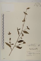 黃金珠藏品圖，第1張