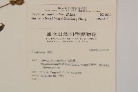 黃金珠藏品圖，第2張