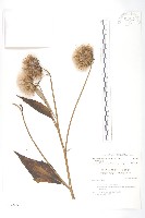 臺灣青木香藏品圖，第1張