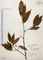 墨點櫻桃、黑星櫻藏品圖，第1張