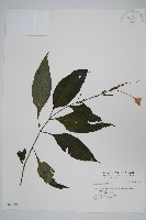 登錄號:S036709藏品圖，第1張