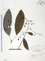 山香圓藏品圖，第1張