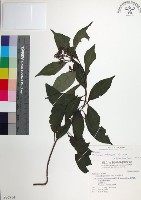 台北玉葉金花藏品圖，第1張