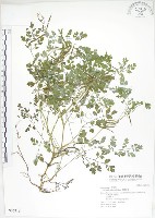 臺灣黃菫藏品圖，第1張