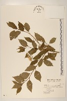 小舌菊、蔓綿菜藏品圖，第1張