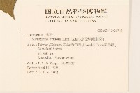 小舌菊、蔓綿菜藏品圖，第2張