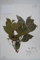 木蠟樹、山漆藏品圖，第1張