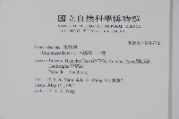 木蠟樹、山漆藏品圖，第2張