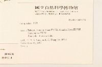 粗毛小米菊藏品圖，第2張