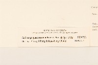 粗毛小米菊藏品圖，第3張