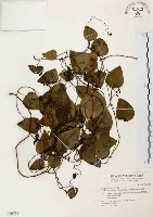 千金藤、金線吊烏龜藏品圖，第1張