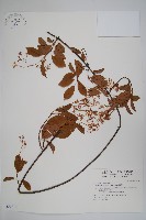 酸藤藏品圖，第1張