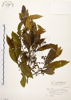 茜草樹藏品圖，第1張