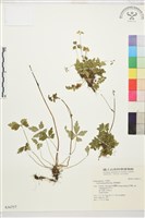 五葉黃連藏品圖，第1張