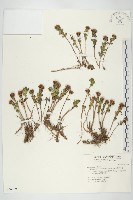 穗花八寶藏品圖，第1張