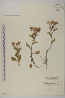 雪山馬蘭藏品圖，第1張