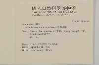 雪山馬蘭藏品圖，第2張