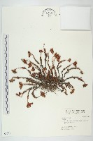 登錄號:S036765藏品圖，第1張