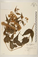 田代氏澤蘭藏品圖，第1張