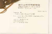 田代氏澤蘭藏品圖，第2張