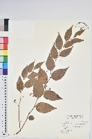 白珠樹藏品圖，第1張