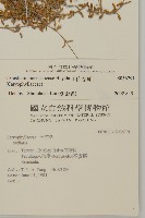 玉山卷耳藏品圖，第2張