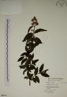 大葉溲疏藏品圖，第1張