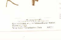 玉山毛蓮菜藏品圖，第3張