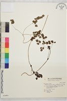 微毛爪哇唐松草藏品圖，第1張