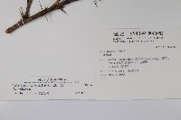 玉山小蘗藏品圖，第2張