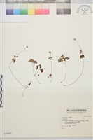 登錄號:S036805藏品圖，第1張