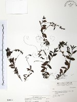 玉山水苦賈藏品圖，第1張