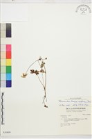 蓬萊毛茛藏品圖，第1張