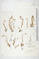 齒葉南芥、齒葉筷子芥藏品圖，第1張