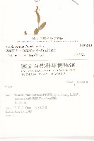 齒葉南芥、齒葉筷子芥藏品圖，第2張