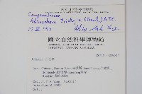 輪葉沙參藏品圖，第2張