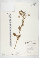 山芥菜藏品圖，第1張