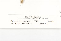 山芥菜藏品圖，第3張