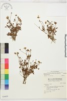 蓬萊毛茛藏品圖，第1張