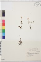 登錄號:S036822藏品圖，第1張