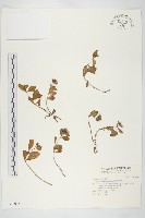 穗花佛甲草藏品圖，第1張